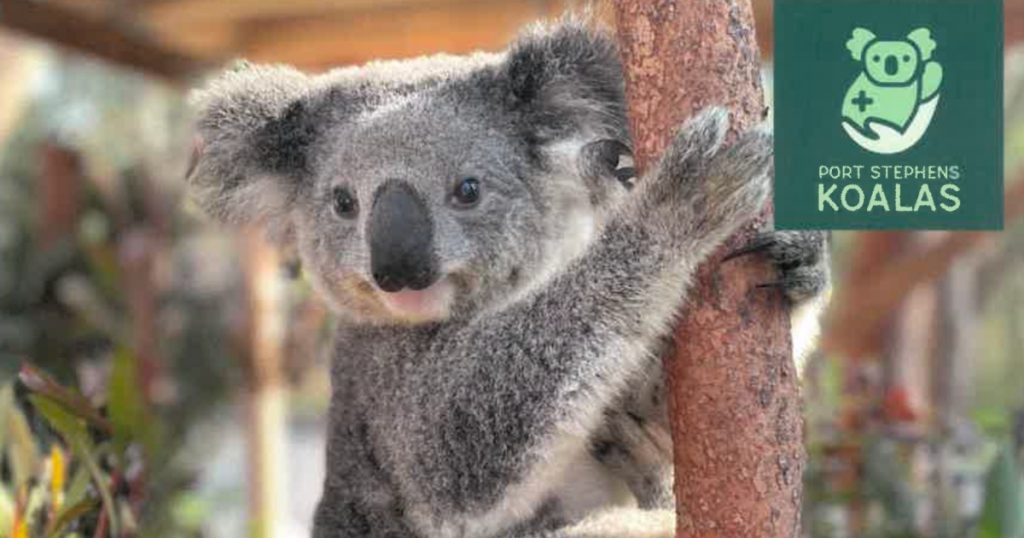 PowerEarth adopts 4 Koalas from Port Stephens Koala Hospital