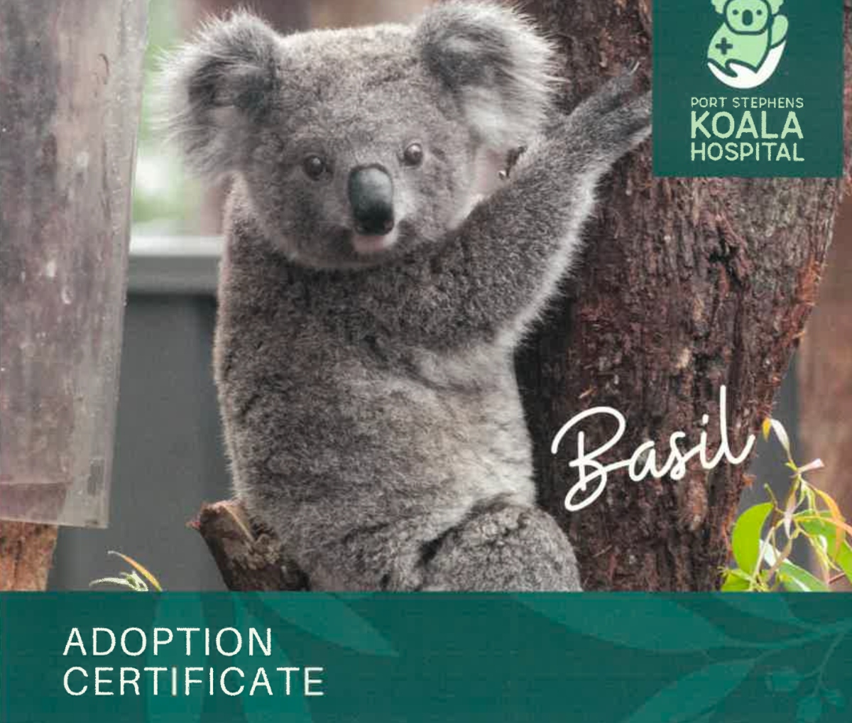 Koala sanctuary